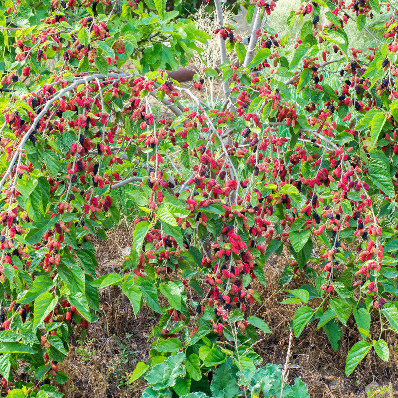 Why Mulberry Trees are the Las Vegas Top Spring Allergen Tottori
