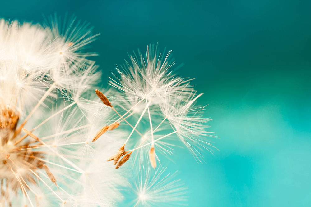 Pollen Alert May Is The Worst Month For Allergies In The United Pollen Alert May Is The Worst Month For Allergies In The United